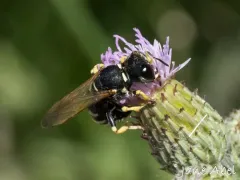Ectemnius dilectus thumbnail 4