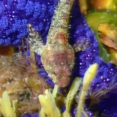 Smoothhead Sculpin thumbnail 3