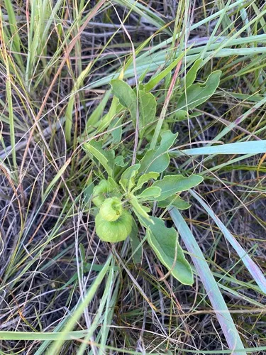 Dwarf groundcherry
