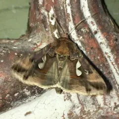 Bilobed Looper Moth thumbnail 3