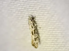Brown-spotted Diachorisia Moth thumbnail 2