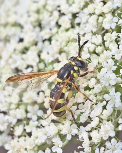 Western Wasp Fly