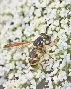 Western Wasp Fly thumbnail 1