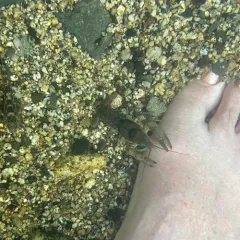 Ringed Crayfish thumbnail 2