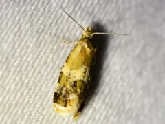 Aethes interruptofasciata thumbnail 3