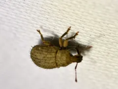 Phyxelis rigidus thumbnail 4