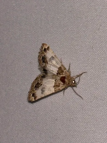 Schinia albafascia