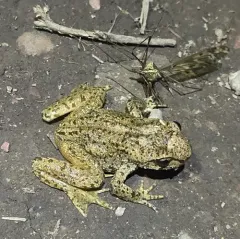 Rocky Mountain Tailed Frog thumbnail 2