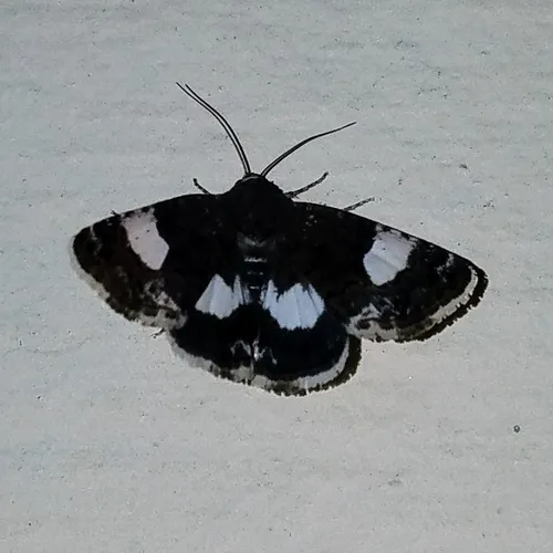Four-spotted Moth