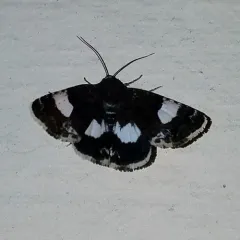 Four-spotted Moth thumbnail 1