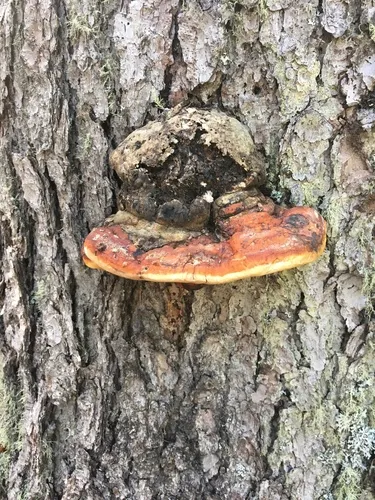 Schrenk's Red-Belt Conk