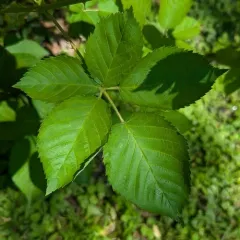 Mountain Blackberry thumbnail 4