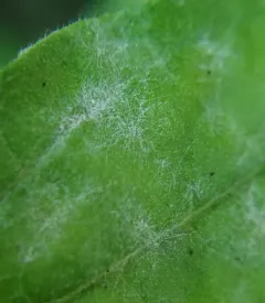 Golovinomyces greeneanus thumbnail 3