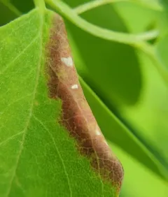 locust gall midge thumbnail 4