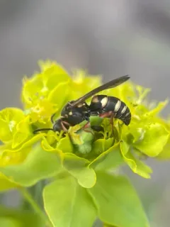 Zanysson texanus thumbnail 2