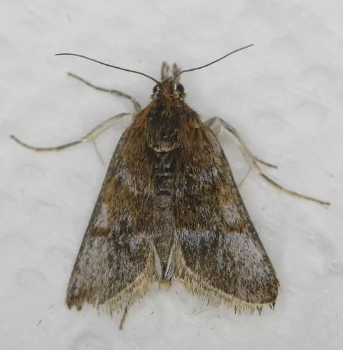 Loxostege ephippialis