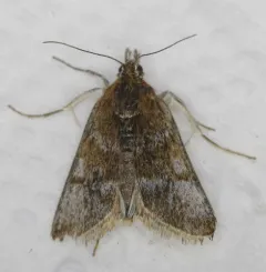 Loxostege ephippialis thumbnail 1