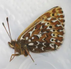 Polaris Fritillary thumbnail 2