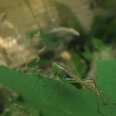 Slender Meadow Katydid thumbnail 2