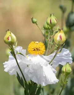 Coulter's matilija poppy thumbnail 2