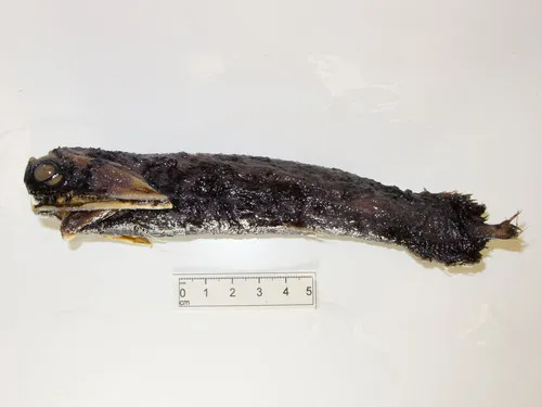 Northern Stoplight Loosejaw