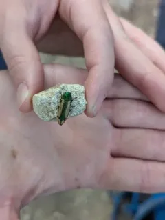 Buprestis viridisuturalis thumbnail 3