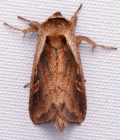 Pickerelweed Borer Moth thumbnail 3