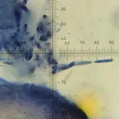 Protocrea pallida thumbnail 4