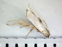 White Eye-cap Moth thumbnail 2