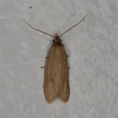Aethes spartinana thumbnail 3