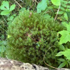 Bog Haircap Moss thumbnail 4