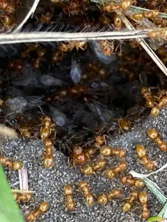 Western Citronella Ant thumbnail 4