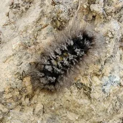 Ross' Tussock Moth thumbnail 3