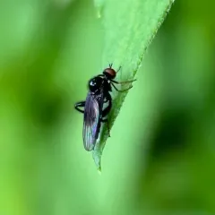 Euhybus purpureus thumbnail 4