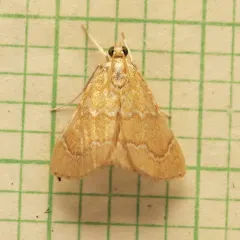 White-roped Glaphyria Moth thumbnail 4