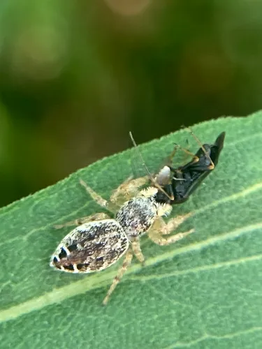 Pelegrina insignis