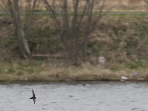Common Swift
