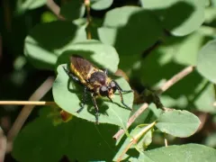 Laphria ventralis thumbnail 3