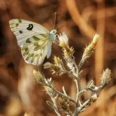 Becker's White thumbnail 3