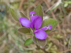 fringed polygala thumbnail 5