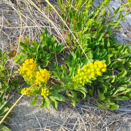 coast goldenrod