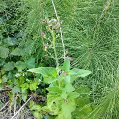 California beeplant thumbnail 1