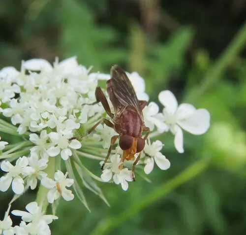 Hammerschmidtia sedmani