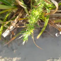 Sandcarpet thumbnail 1
