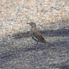 Sage Thrasher thumbnail 3