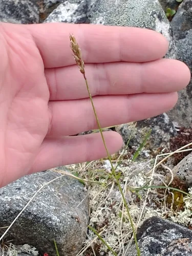 Anthoxanthum nipponicum