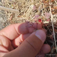 fourleaf manyseed thumbnail 1