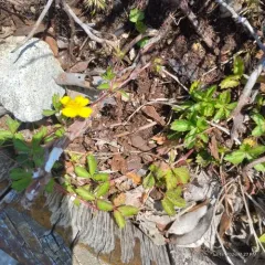 English cinquefoil thumbnail 3