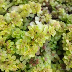 Sedum makinoi thumbnail 1