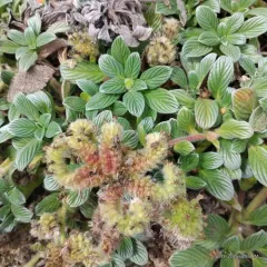 sanddune phacelia thumbnail 2
